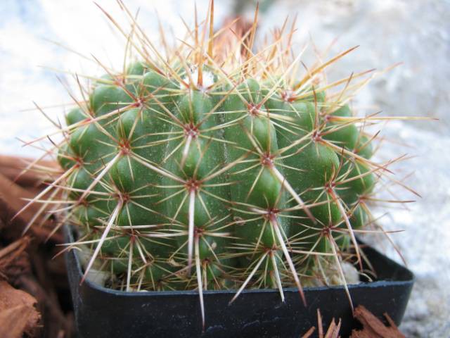 Kaktusi 2008 - foto