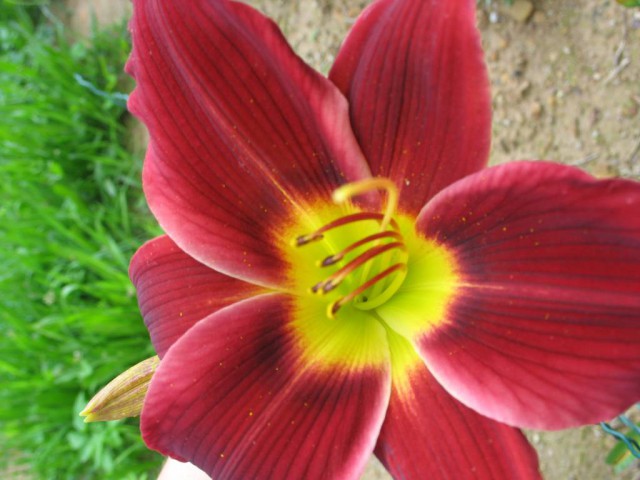 Rože 2009 - foto