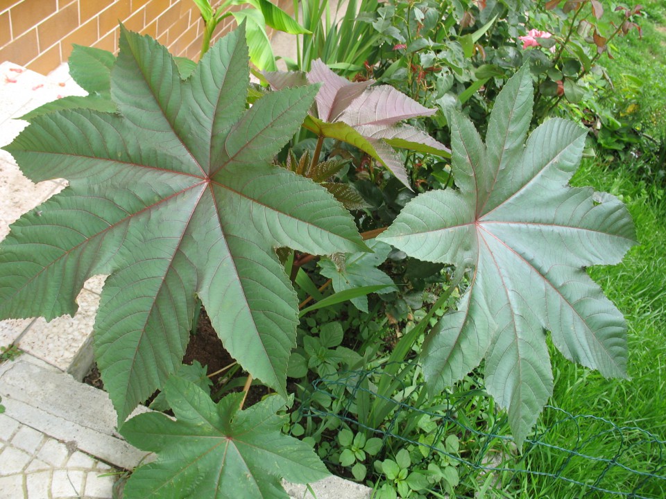 Ricinus - seme