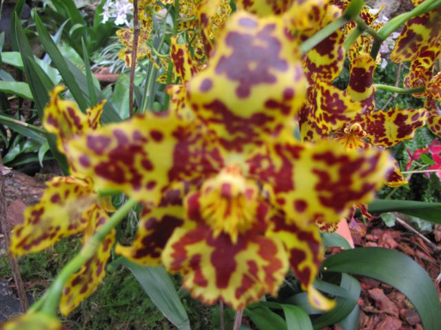 Orhideje 2010 - foto
