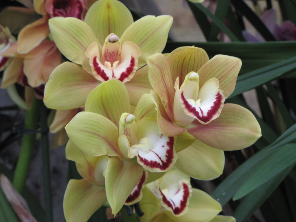 Orhideje 2010 - foto povečava