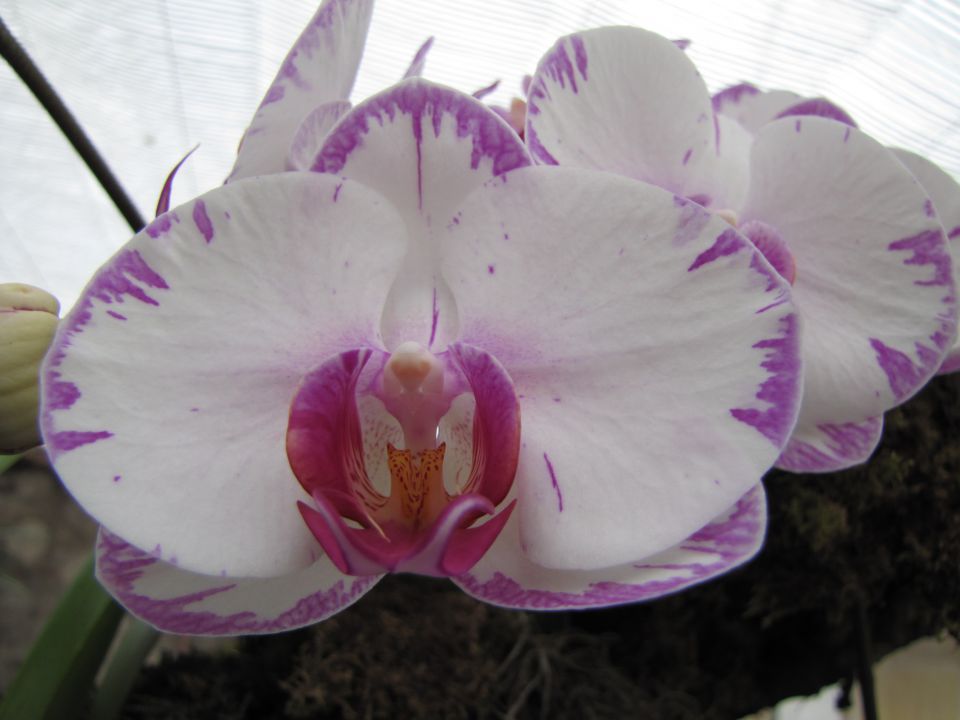 Orhideje 2010 - foto povečava