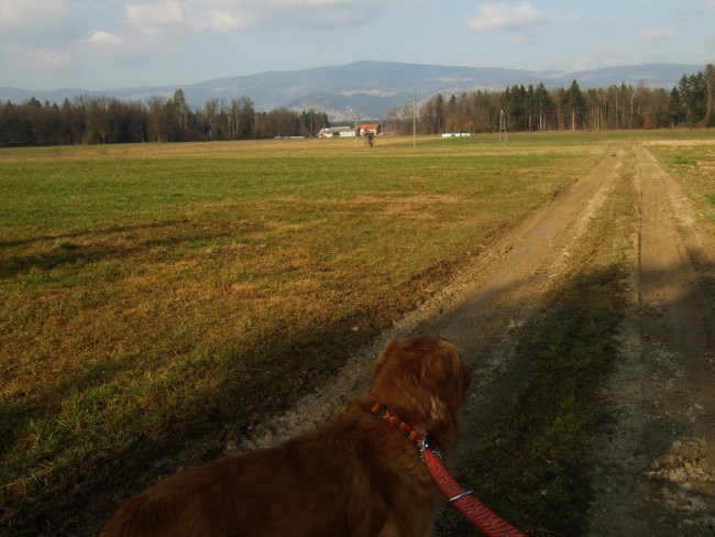 Oli sprehod 10.2.08 - foto povečava
