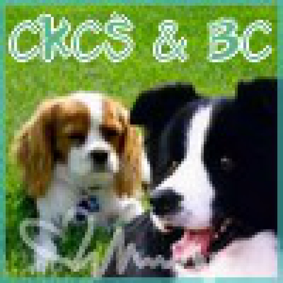 CKCS in BOC avatar