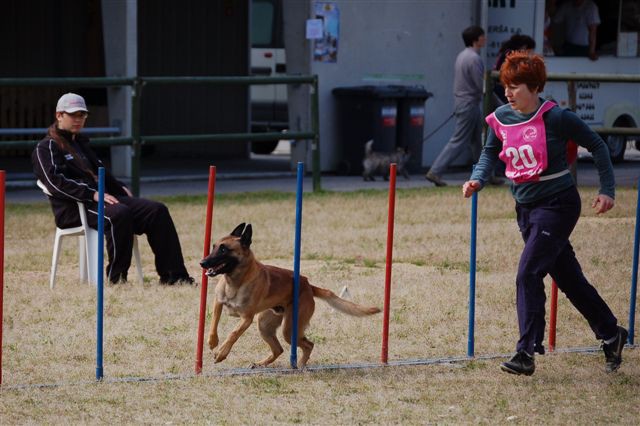 Agility 26.4.2008 - Gornja Radgona - foto