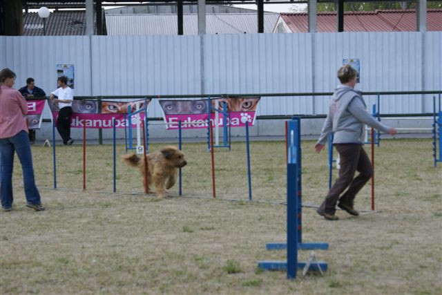 Agility 26.4.2008 - Gornja Radgona - foto