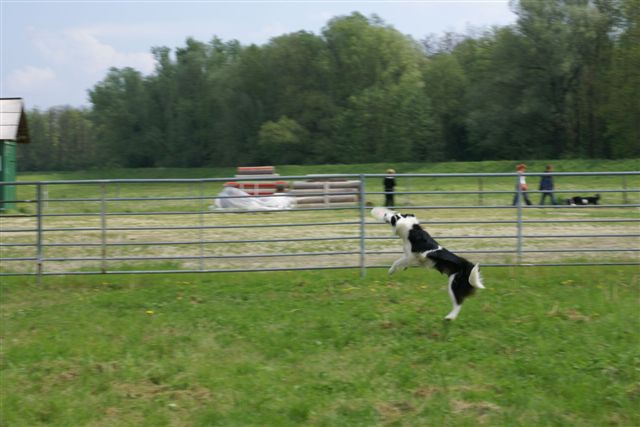 Agility 26.4.2008 - Gornja Radgona - foto