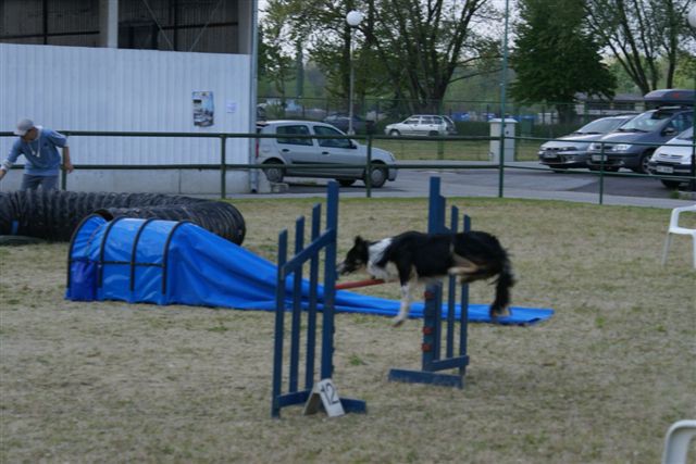 Agility 26.4.2008 - Gornja Radgona - foto