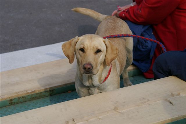 Agility 26.4.2008 - Gornja Radgona - foto