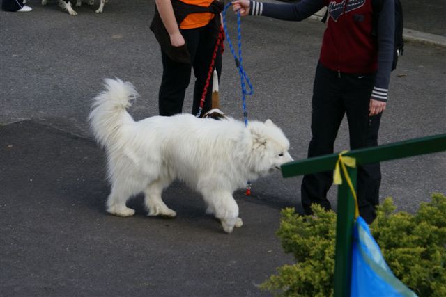 Agility 26.4.2008 - Gornja Radgona - foto