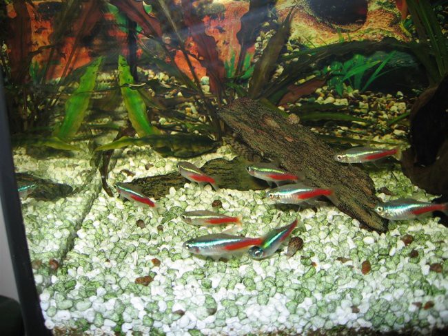 Neonke - tropske ribe
