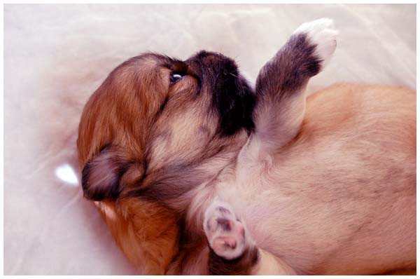 'S' litter - three weeks old. - foto