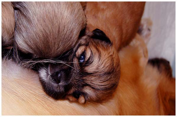 'S' litter - three weeks old. - foto