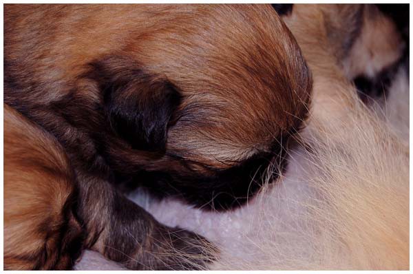 'S' litter - three weeks old. - foto