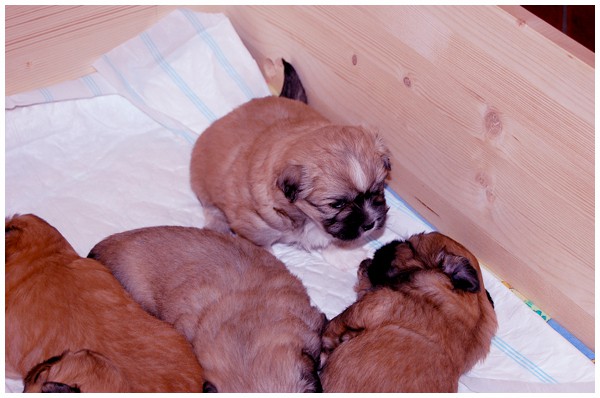 'S' litter - three weeks old. - foto