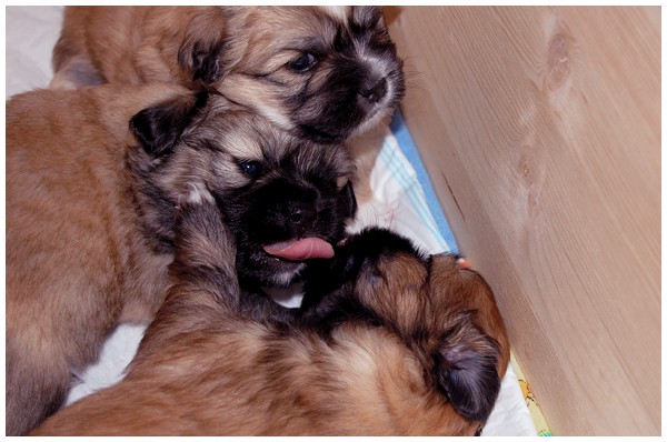 'S' litter - three weeks old. - foto