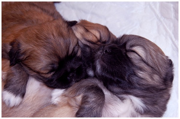 'S' litter - three weeks old. - foto povečava