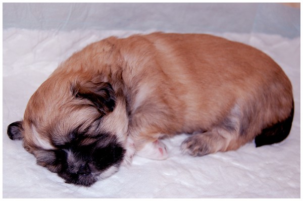 'S' litter - three weeks old. - foto