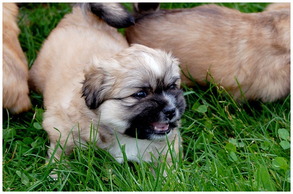 'S' litter - four, five weeks old. - foto