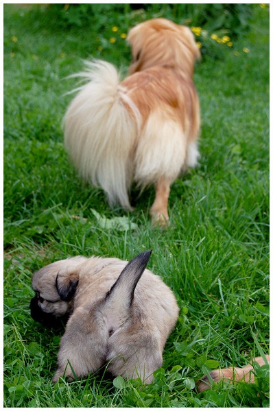 'S' litter - four, five weeks old. - foto povečava