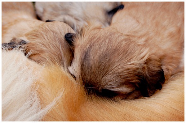 'S' litter - four, five weeks old. - foto povečava