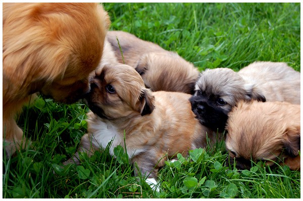 'S' litter - four, five weeks old. - foto