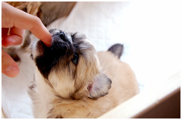 'S' litter - four, five weeks old. - foto