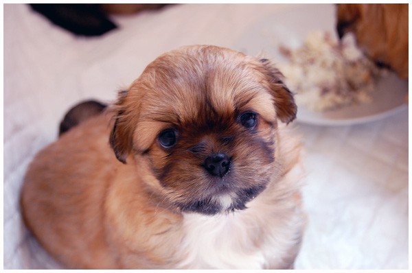 'S' litter - four, five weeks old. - foto povečava