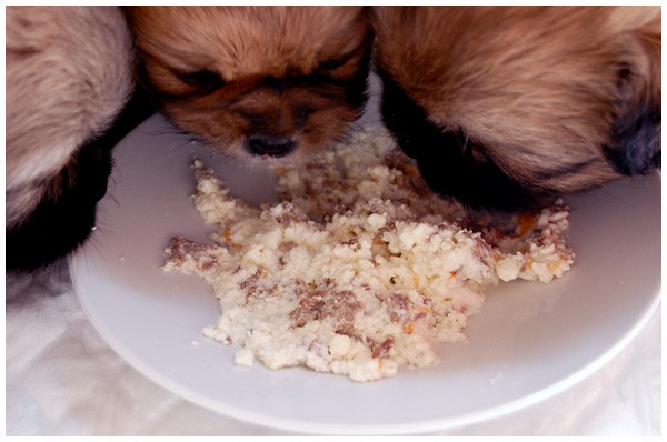 'S' litter - four, five weeks old. - foto povečava