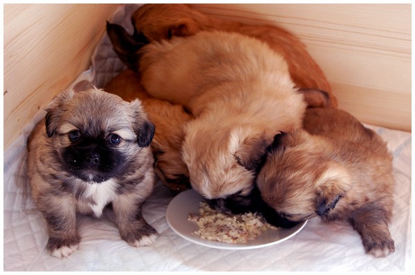 'S' litter - four, five weeks old. - foto