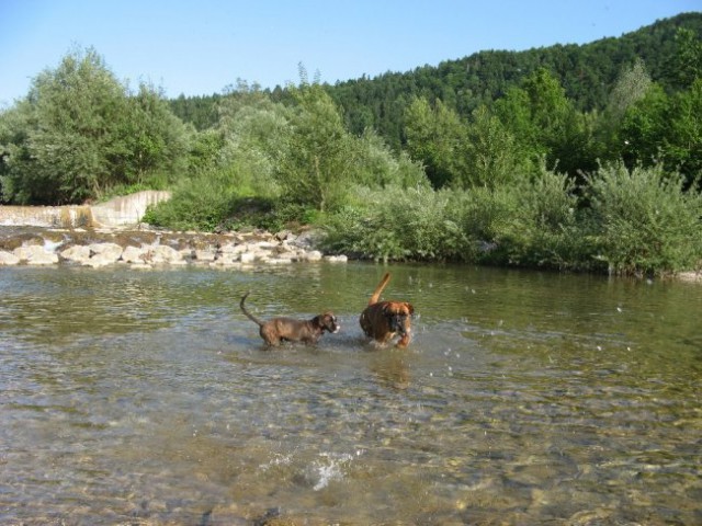 Hunter in Montessa -kr neki - foto