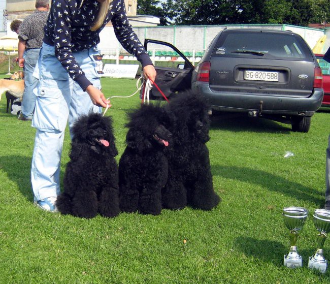 Poodles - foto povečava