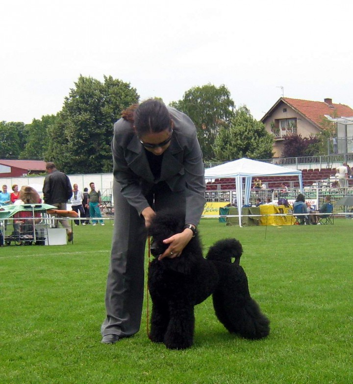 Poodles - foto povečava