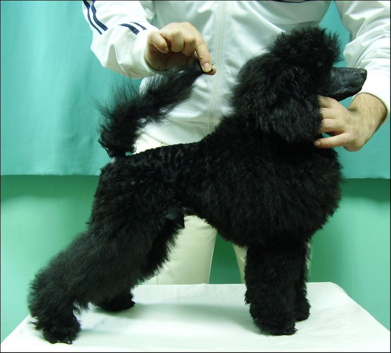 Vili - foto povečava