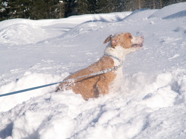 Pokljuka - foto