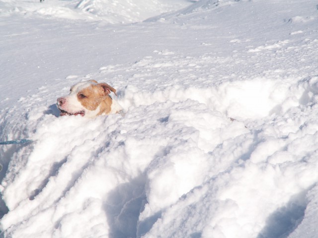 Pokljuka - foto