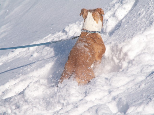 Pokljuka - foto