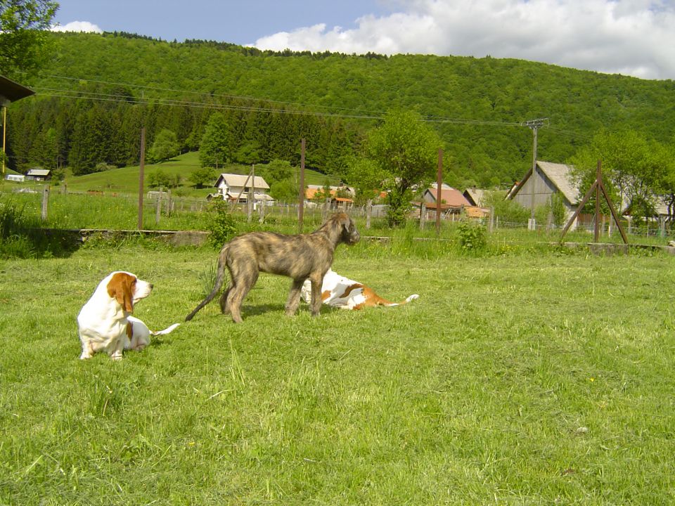 Finleach Really Irish - foto povečava