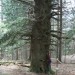 Riherska jodla...560 cm w piersnicy