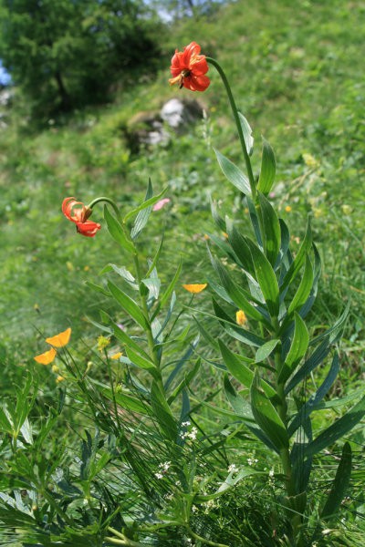 Kokrska (2520) i Jezerska Kočna (2540)  - foto