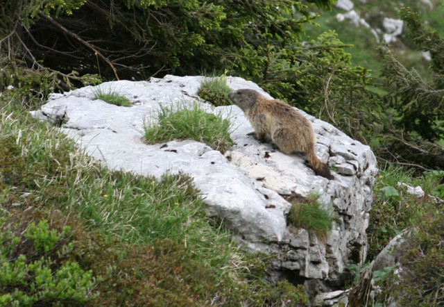 Cima di Terrarosa/Špik Hude police 2420 - foto