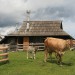 Velika Planina