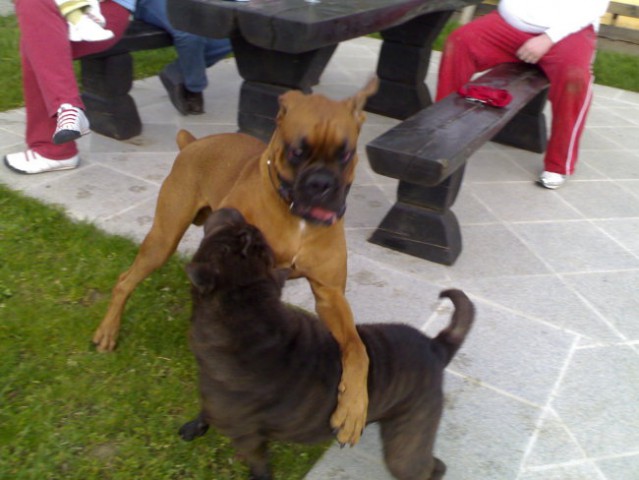 Lun - foto