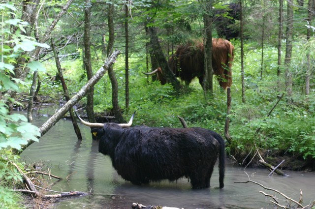 Logar valley - foto povečava