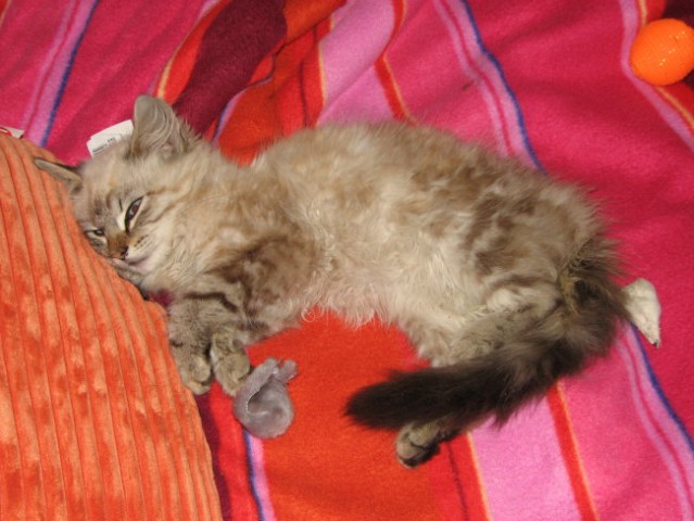 Baci - foto