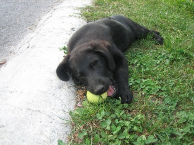 Mešanka z labradorcem - foto