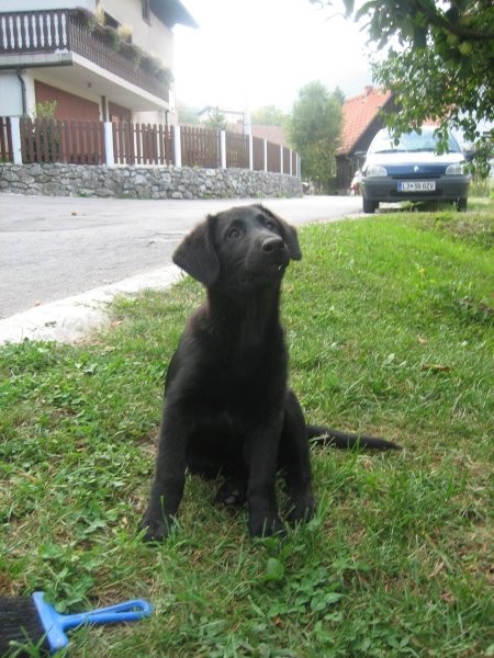 Mešanka z labradorcem - foto povečava