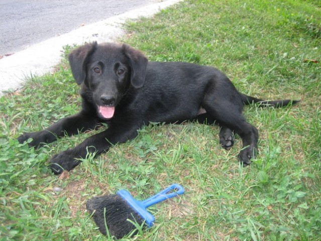 Mešanka z labradorcem - foto