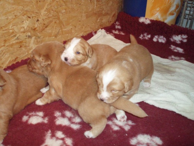 Feli puppies 2007.