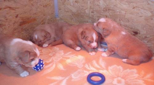 Feli puppies 2007.